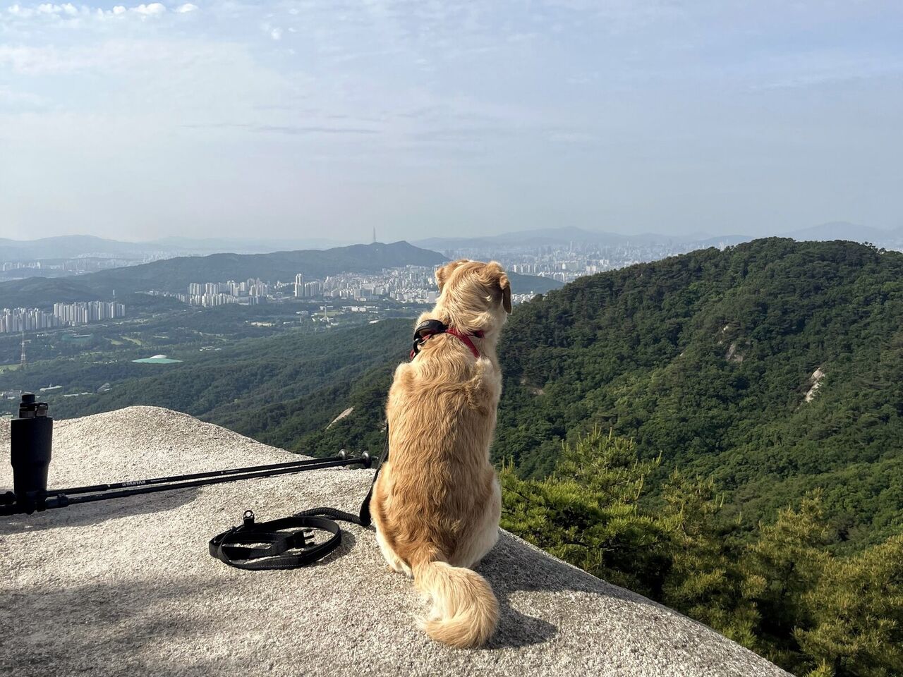 풍경을 내려다보는 레아