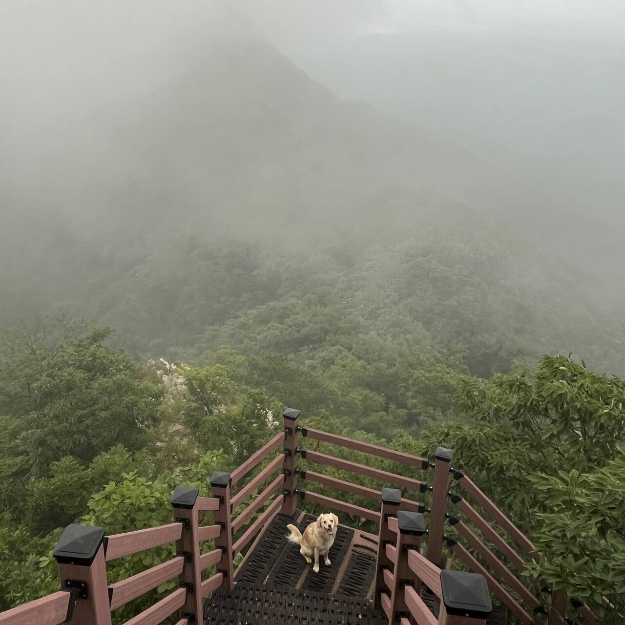 하산길에서 본 자욱한 산안개